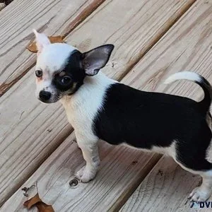 Adorable Chihuahua Puppies