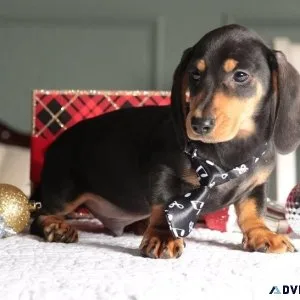 Adorable Dachshund puppies