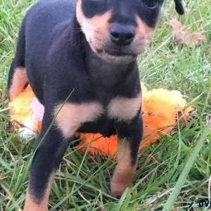 Gorgeous Miniature Pinscher Puppies