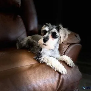 Beautiful schnauzer