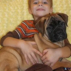 Home trained Bullmastiff Puppies for lovely homes