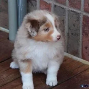 Astonished Australian Shepherd puppies