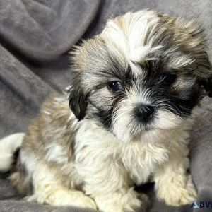 Beautiful Lhasa Apso Puppies Ready Now