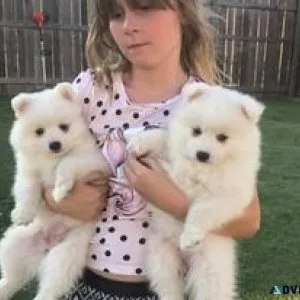 Japanese splith puppies