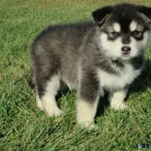 Amazing Alaskan Malamute puppies