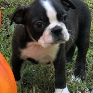 Home Trained Boston Terrier Puppies Available