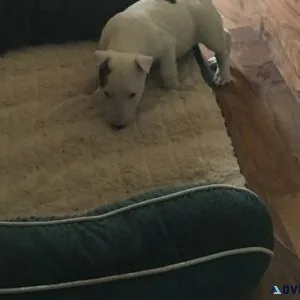 Cute Miniature Bull Terrier Puppies