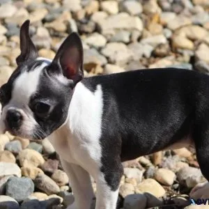CKC Boston Terrier Puppies 