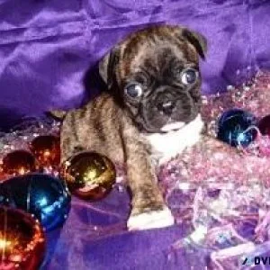 Beautiful Bugg Puppies