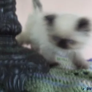 FLUFFY HIMALAYAN KITTEN