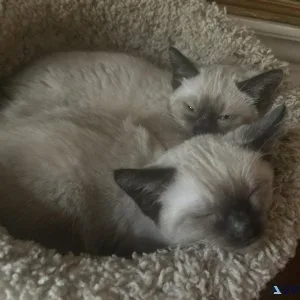 Siamese kitten 9weeks old