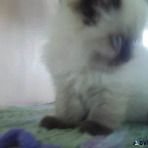 OUTSTANDING SEALPOINT  KITTEN