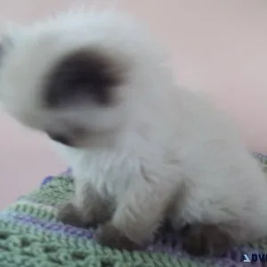 OUTSTANDING HIMALAYAN KITTEN