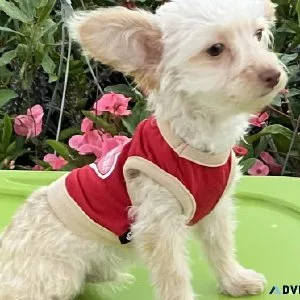 Toy Poodle mix boy