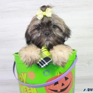 Irresistible Shih Tzu Puppies For Sale