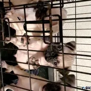 Pug puppies