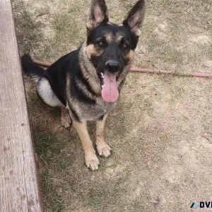 Free 1 and half years German shepherd