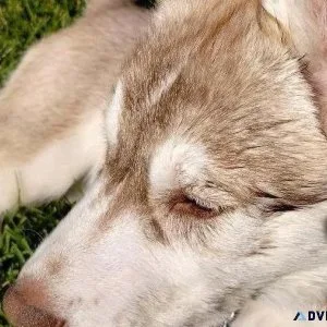 Husky Puppy