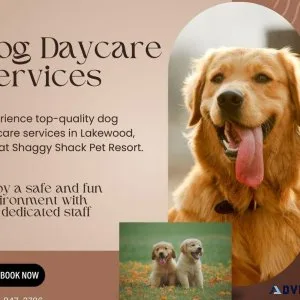 Exceptional Dog Daycare Services in Lakewood WA