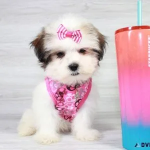 Rare Malshi Puppy For Sale