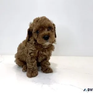 Red Poodle Puppies