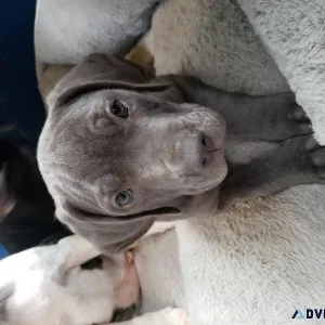Cane corso puppies for adoption