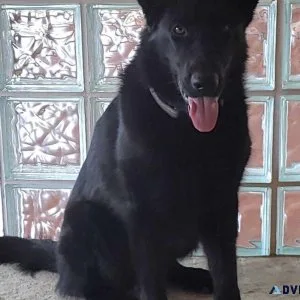 Quality German Shepherds for Sale Unlock a Lifetime of Loyalty