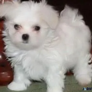 Cute Male and Female Maltese puppies