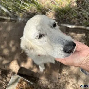 Retriever white