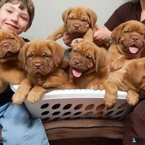 French Mastiff Puppies