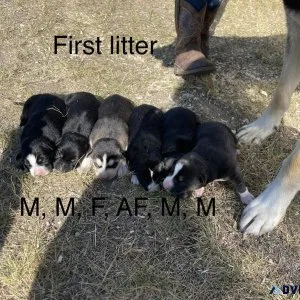 Husky cross puppies