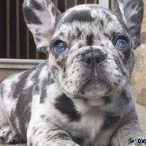 AKC French Bulldog Puppie