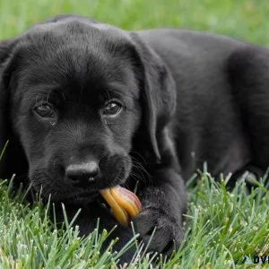 Labrador puppies for adoption