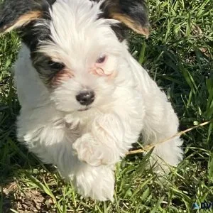Yorkie Puppies