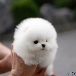 Cute Pomeranian Puppy