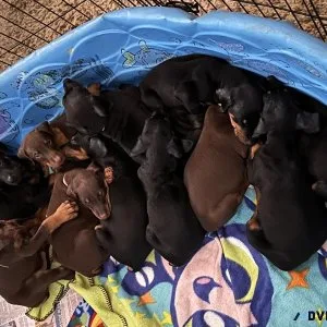 Akc Doberman pinchers for sale