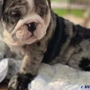 Puppy for sale