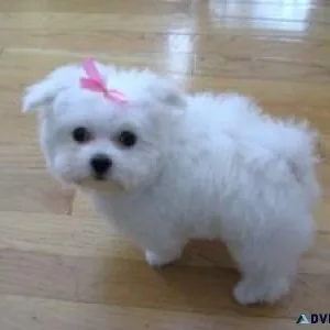 Two Maltese puppies