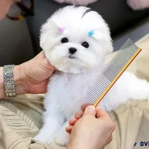 Angelic Pritty Pom Puppy