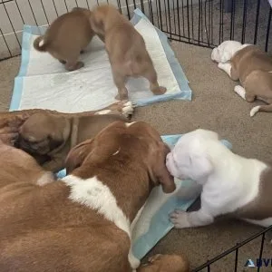 Pittbull mix puppies