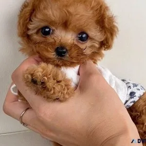 Beautiful poodle puppies for Christmas