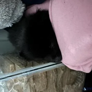 Sweet Pomeranian puppy for rehoming
