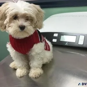 Two Top Class Shih Tzu Puppies