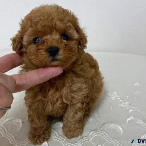 Smart Cute Toy Poodles