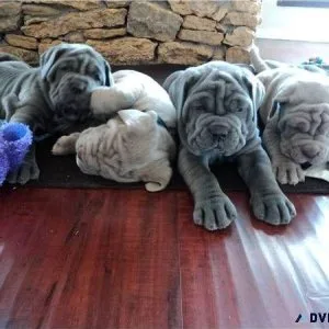 Neapolitan Mastiff