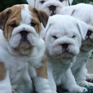 Akc registered English Bulldog Puppies