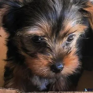 Yorker pups for sale