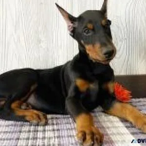 Doberman Pinscher Puppies