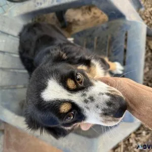 Aussie