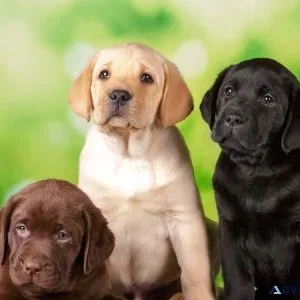 Sweet Labrador Retriever Puppies Available
